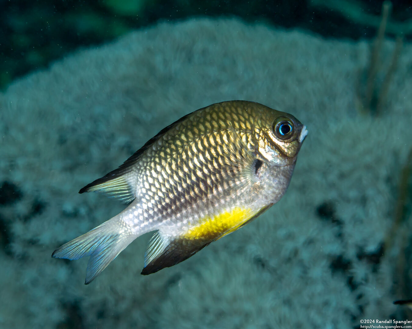 Amblyglyphidodon leucogaster (Yellowbelly Damsel)