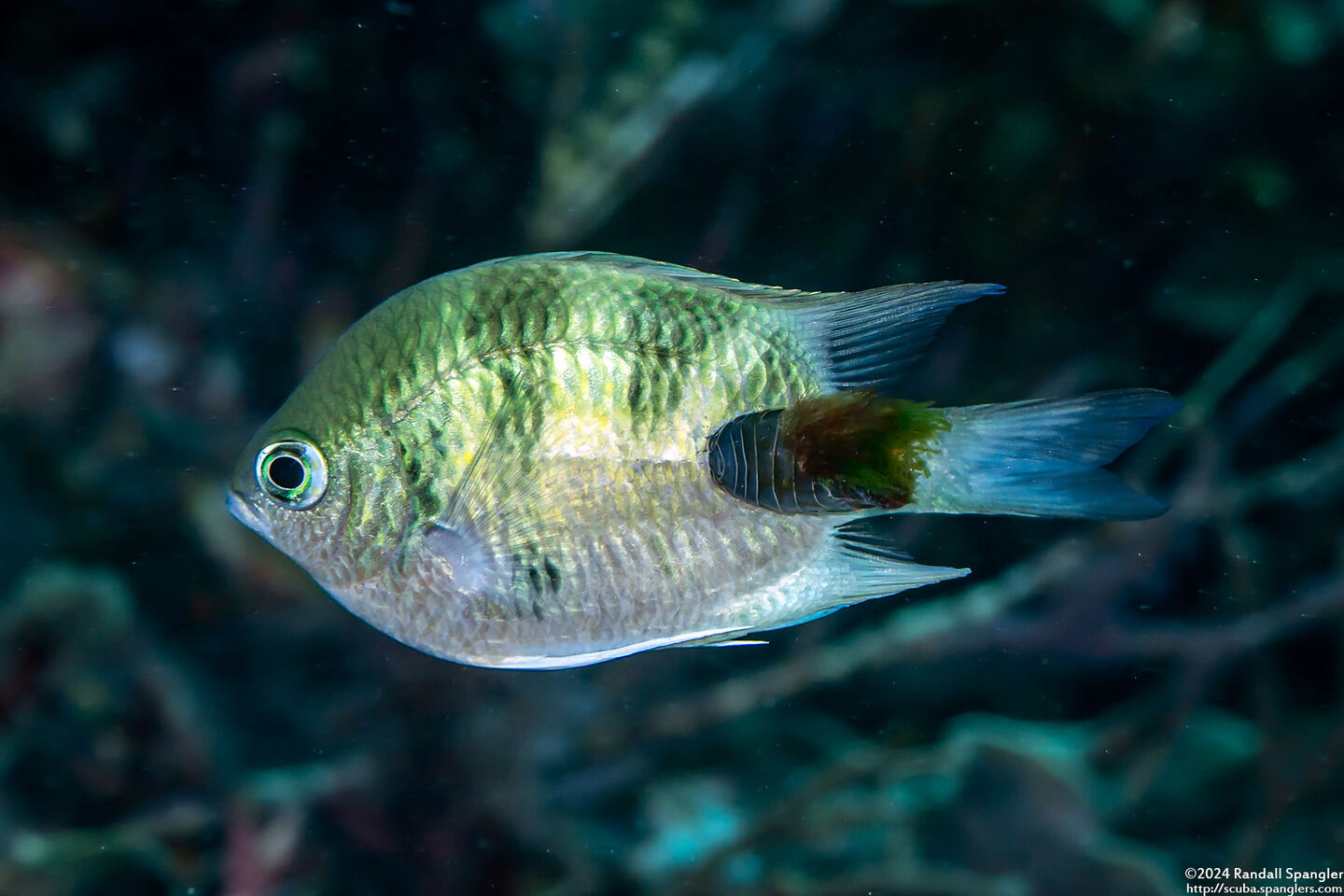 Amblyglyphidodon curacao (Staghorn Damsel)