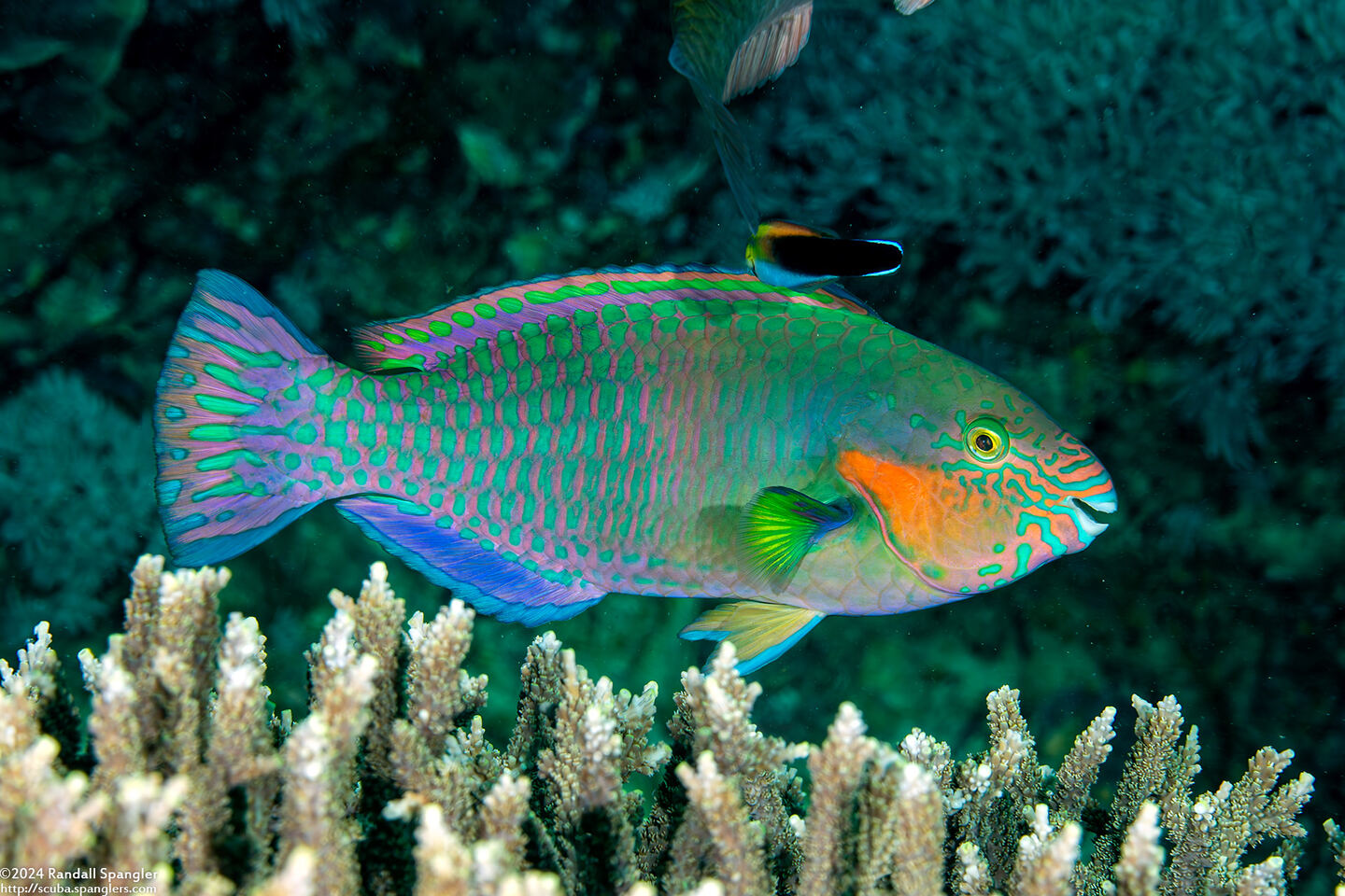 Scarus rivulatus (Surf Parrotfish)