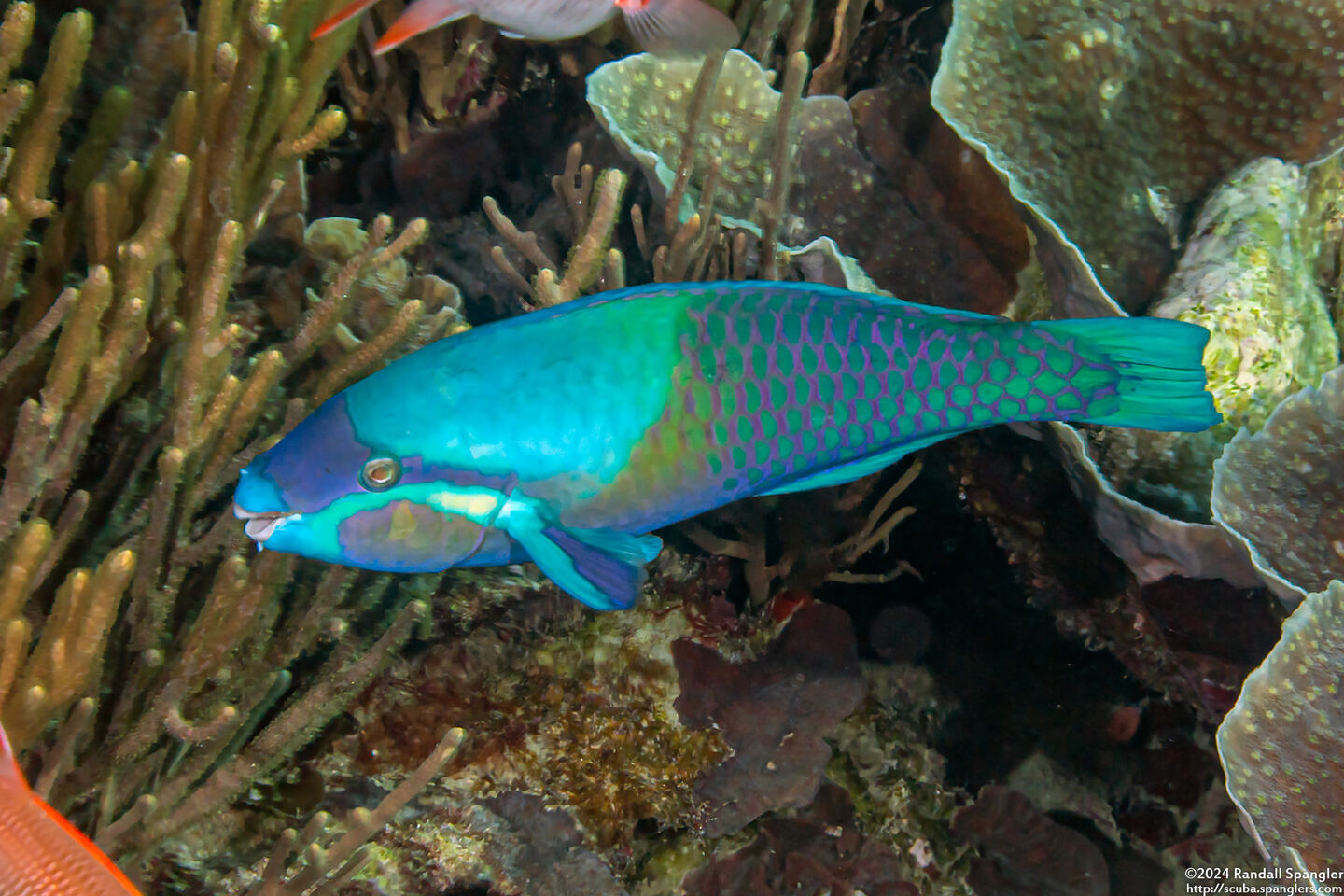 Scarus dimidiatus (Yellow-Barred Parrotfish)