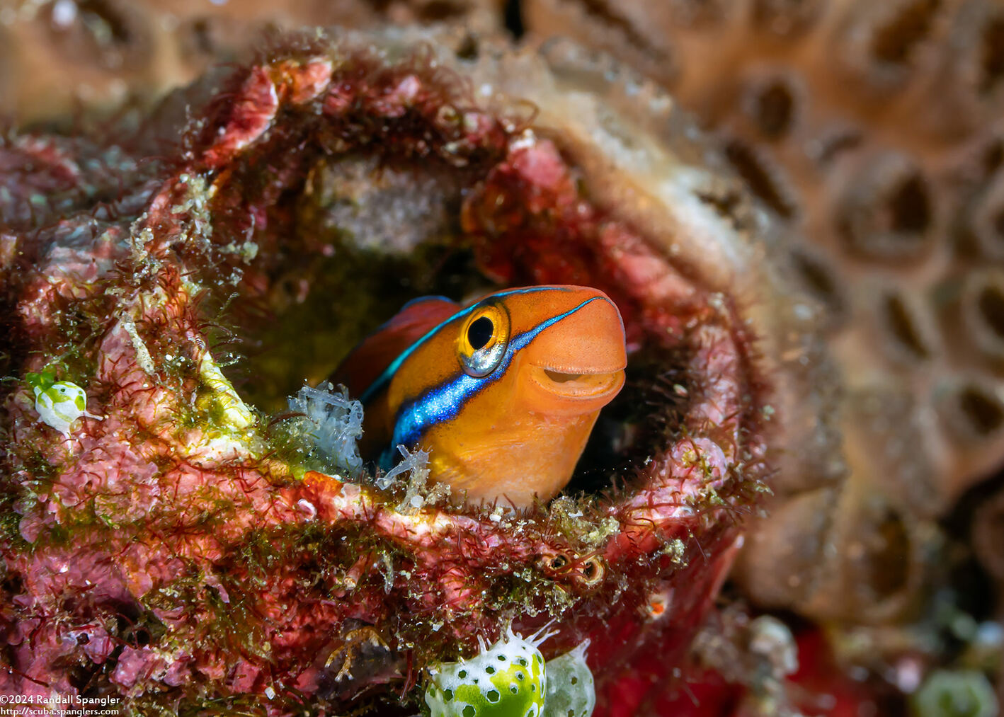 Plagiotremus rhinorhynchos (Bluestriped Fangblenny)