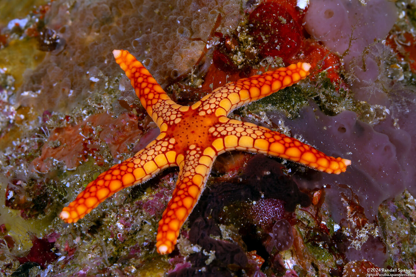 Fromia monilis (Peppermint Sea Star)