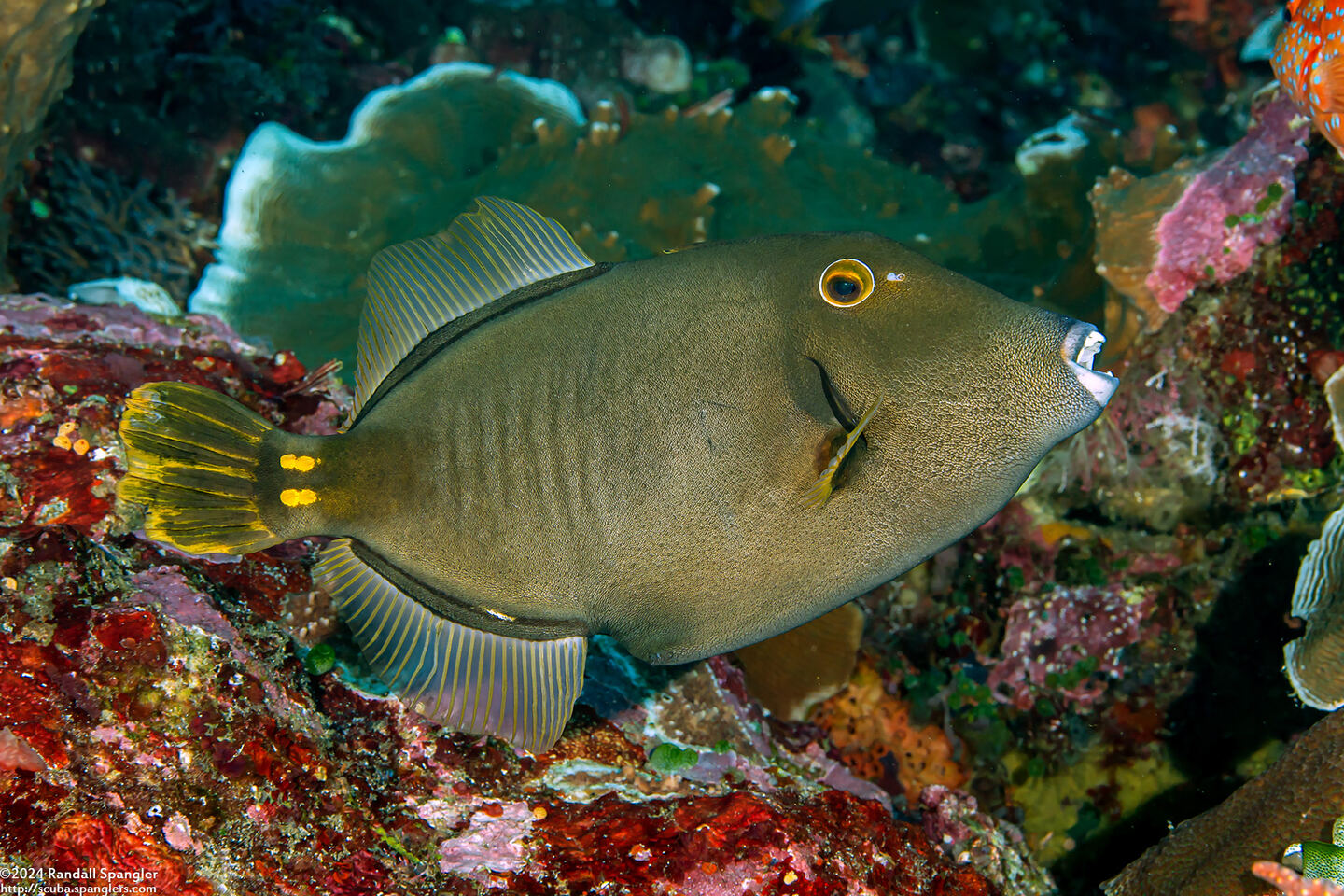 Cantherhines dumerilii (Barred Filefish)