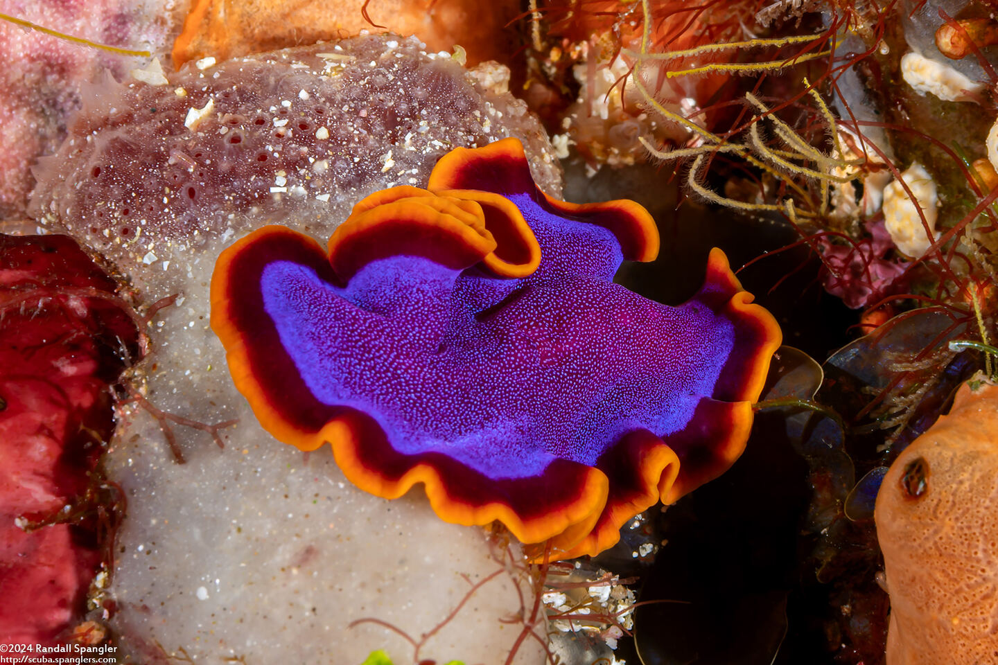 Pseudoceros ferrugineus (Fuchsia Flatworm)