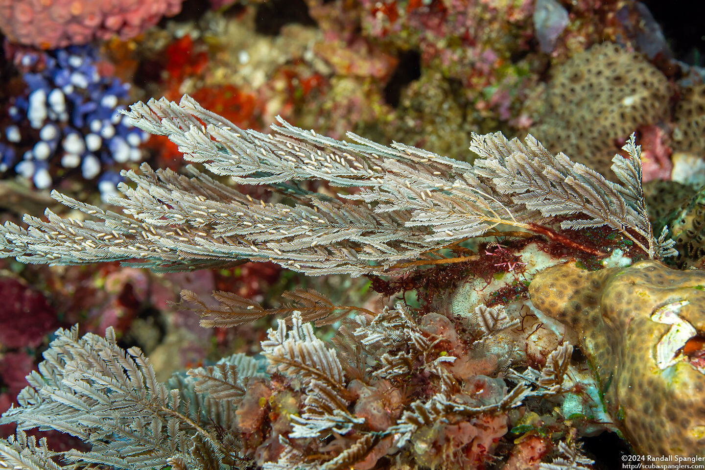 Pachyrhynchia cuppressina (Stinging Hydroid)