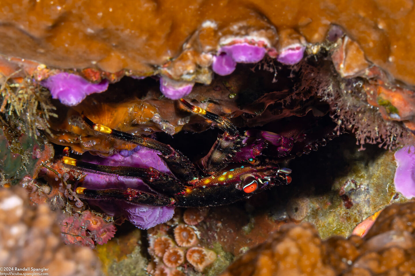 Percnon planissimum (Flat Rock Crab)