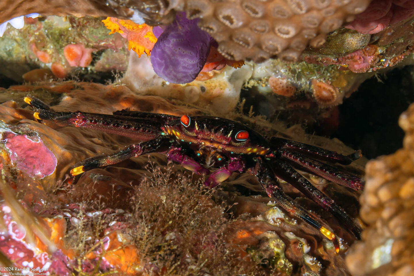 Percnon planissimum (Flat Rock Crab)