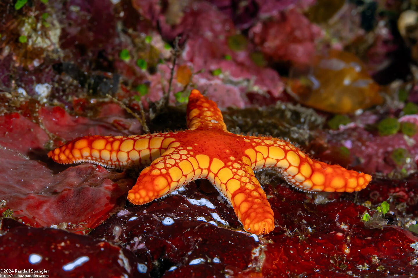 Fromia monilis (Peppermint Sea Star)