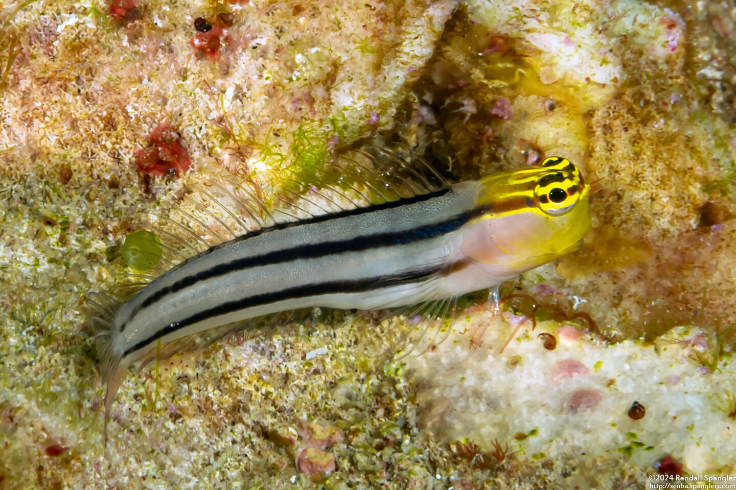 Ecsenius bathi (Bath's Coralblenny)