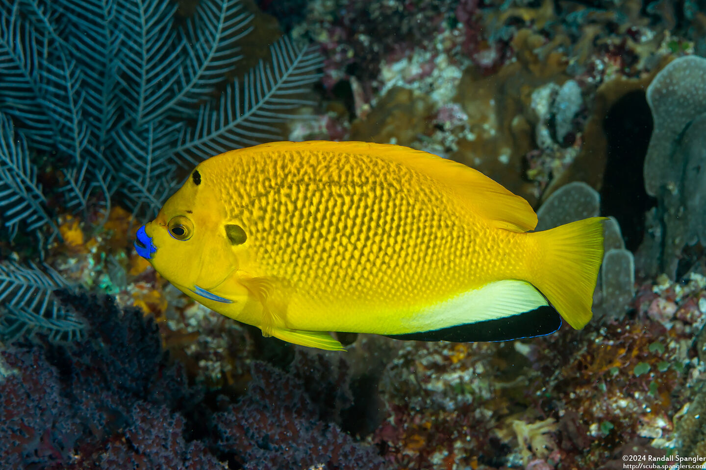 Apolemichthys trimaculatus (Three-Spot Angelfish)