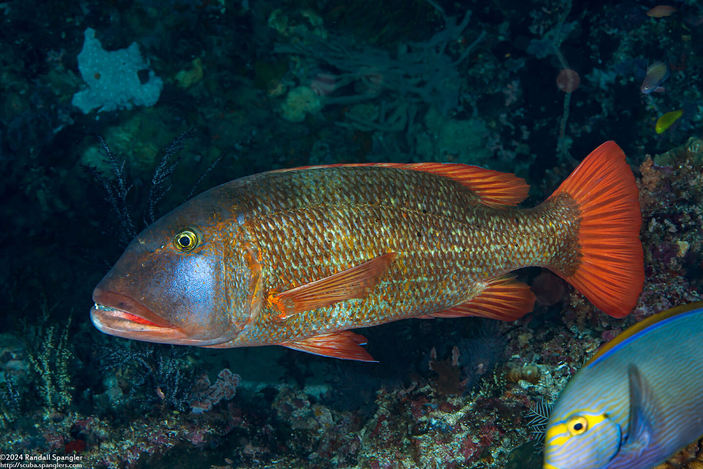 Lethrinus erythracanthus (Yellowfin Emperor)