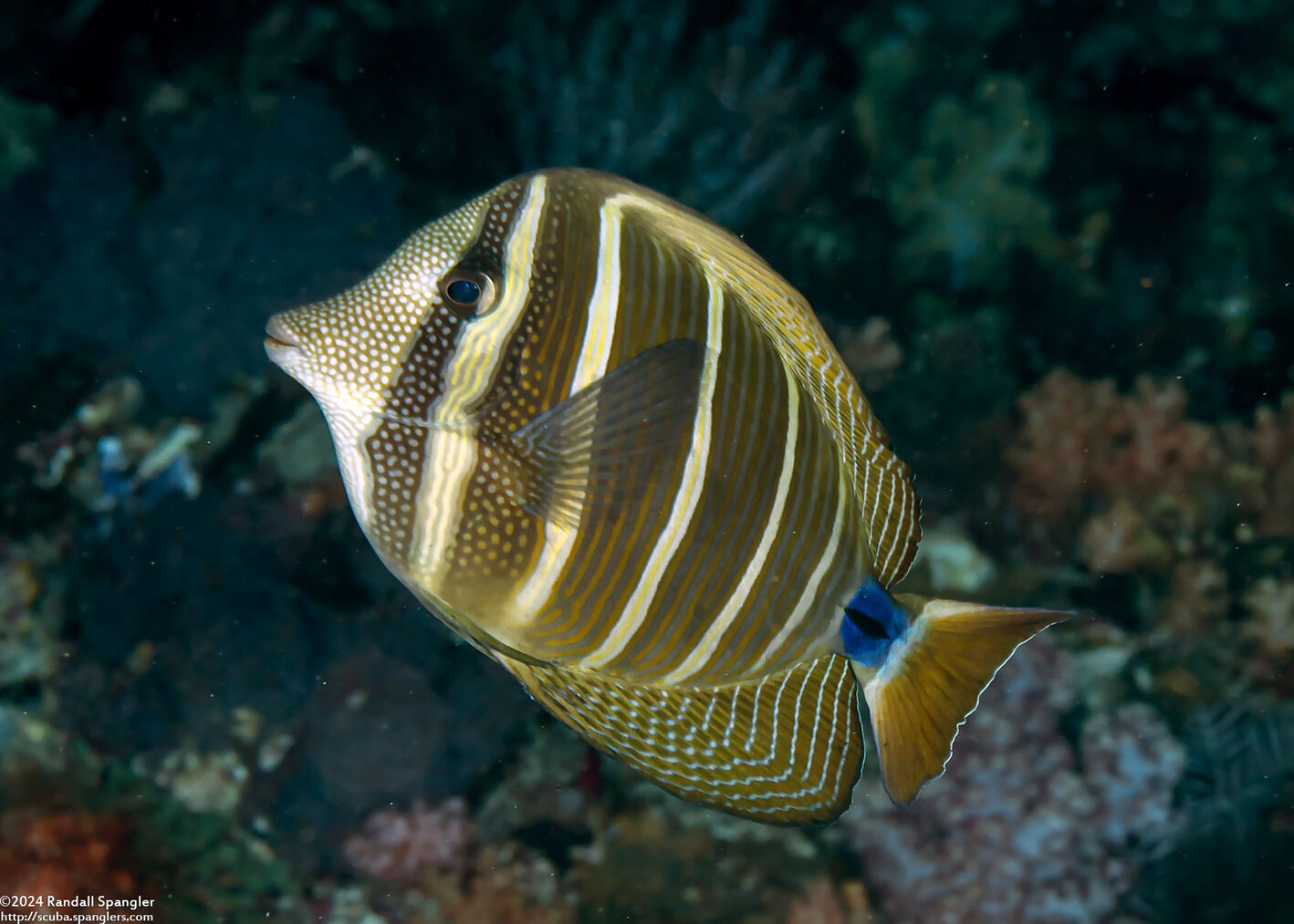 Zebrasoma veliferum (Pacific Sailfin Tang)