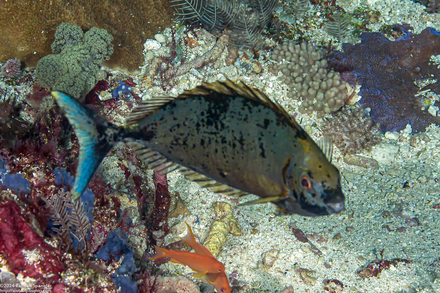 Siganus argenteus (Forktail Rabbitfish)