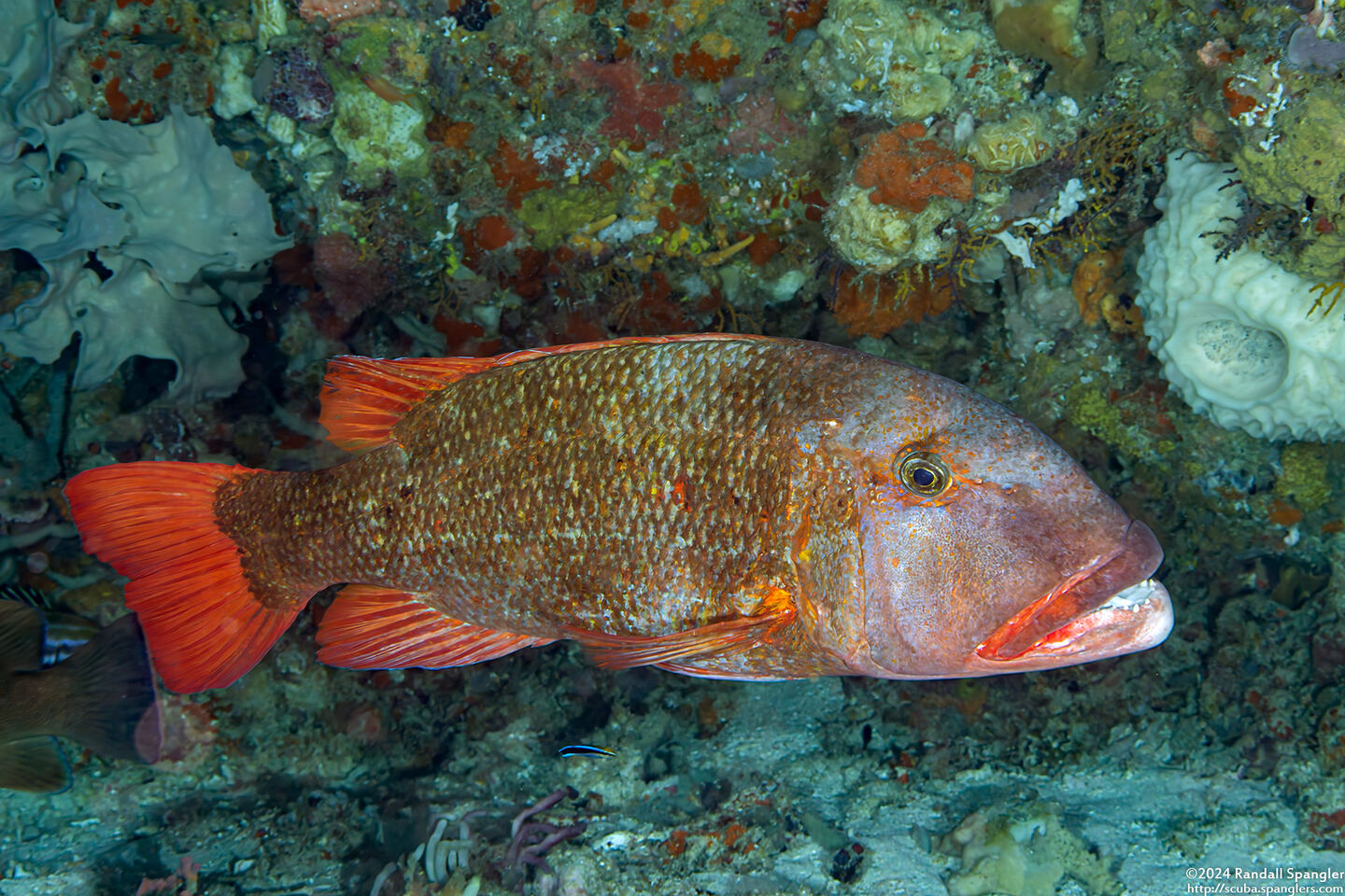 Lethrinus erythracanthus (Yellowfin Emperor)