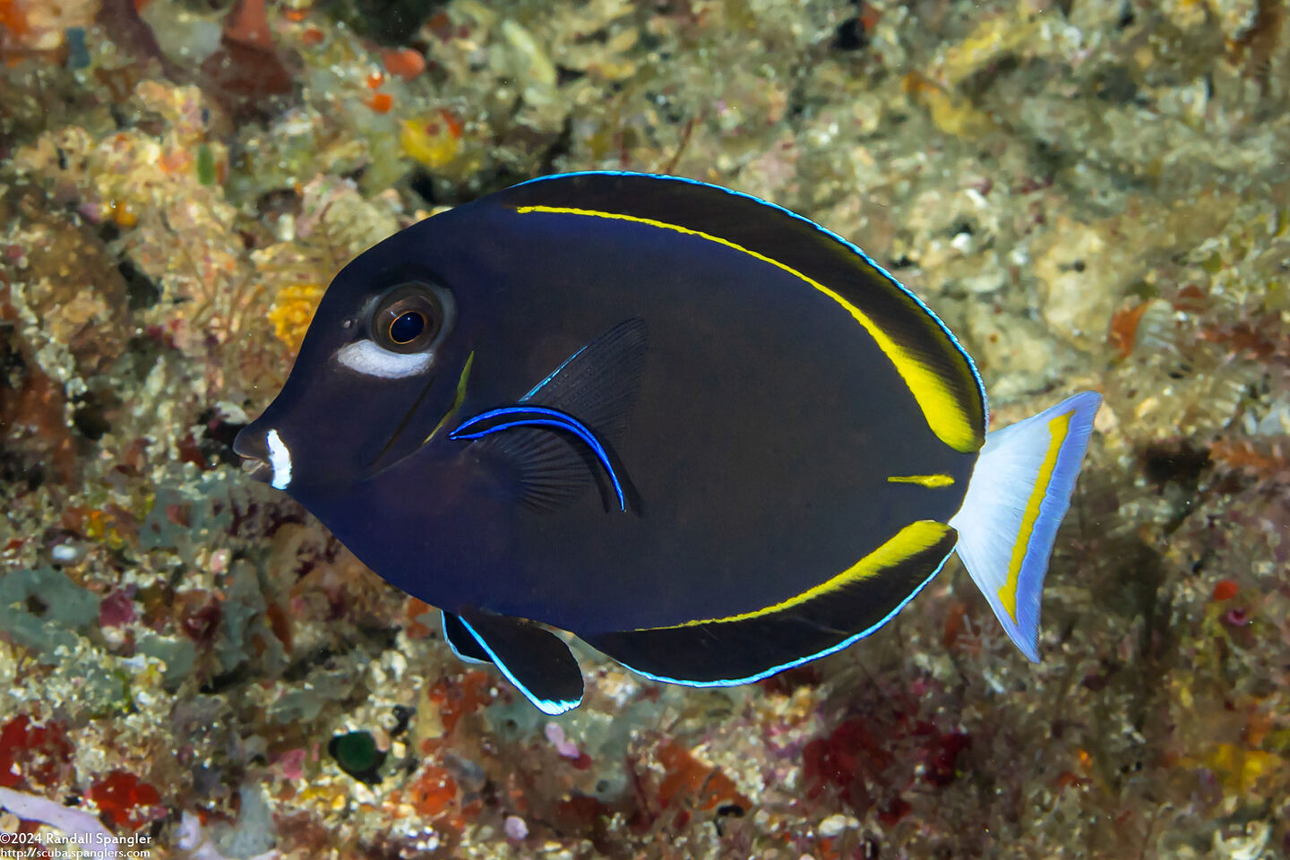 Acanthurus nigricans (Whitecheek Surgeonfish)