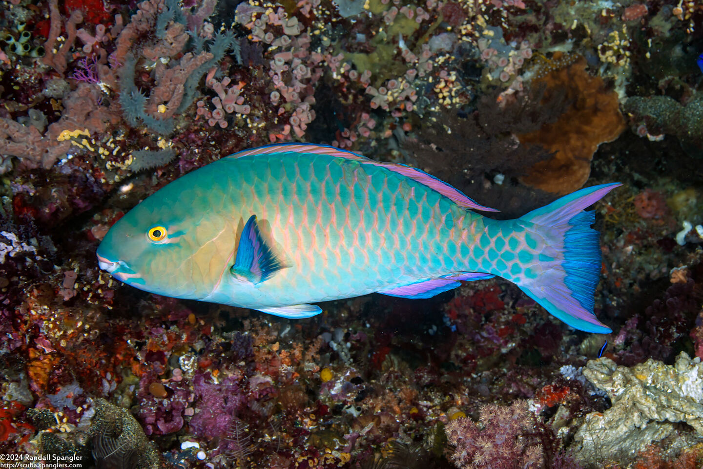 Scarus ghobban (Bluebarred Parrotfish)