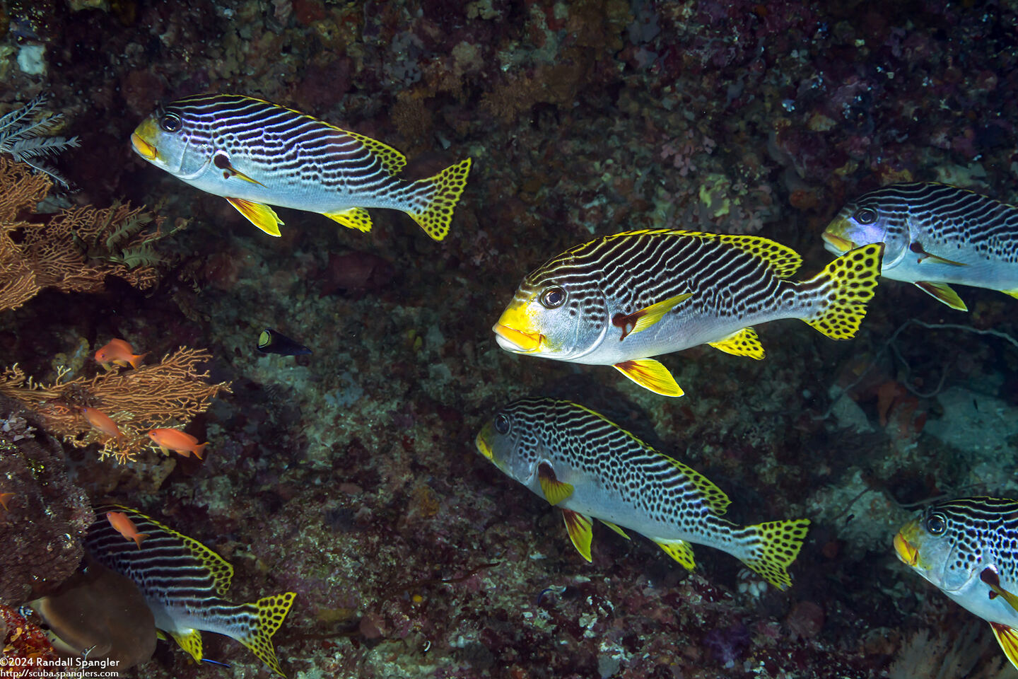 Plectorhinchus lineatus (Diagonal-Banded Sweetlips)