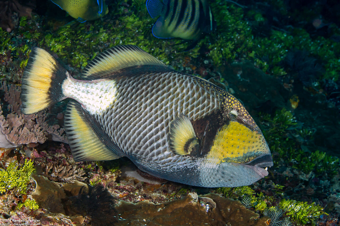 Balistoides viridescens (Titan Triggerfish)