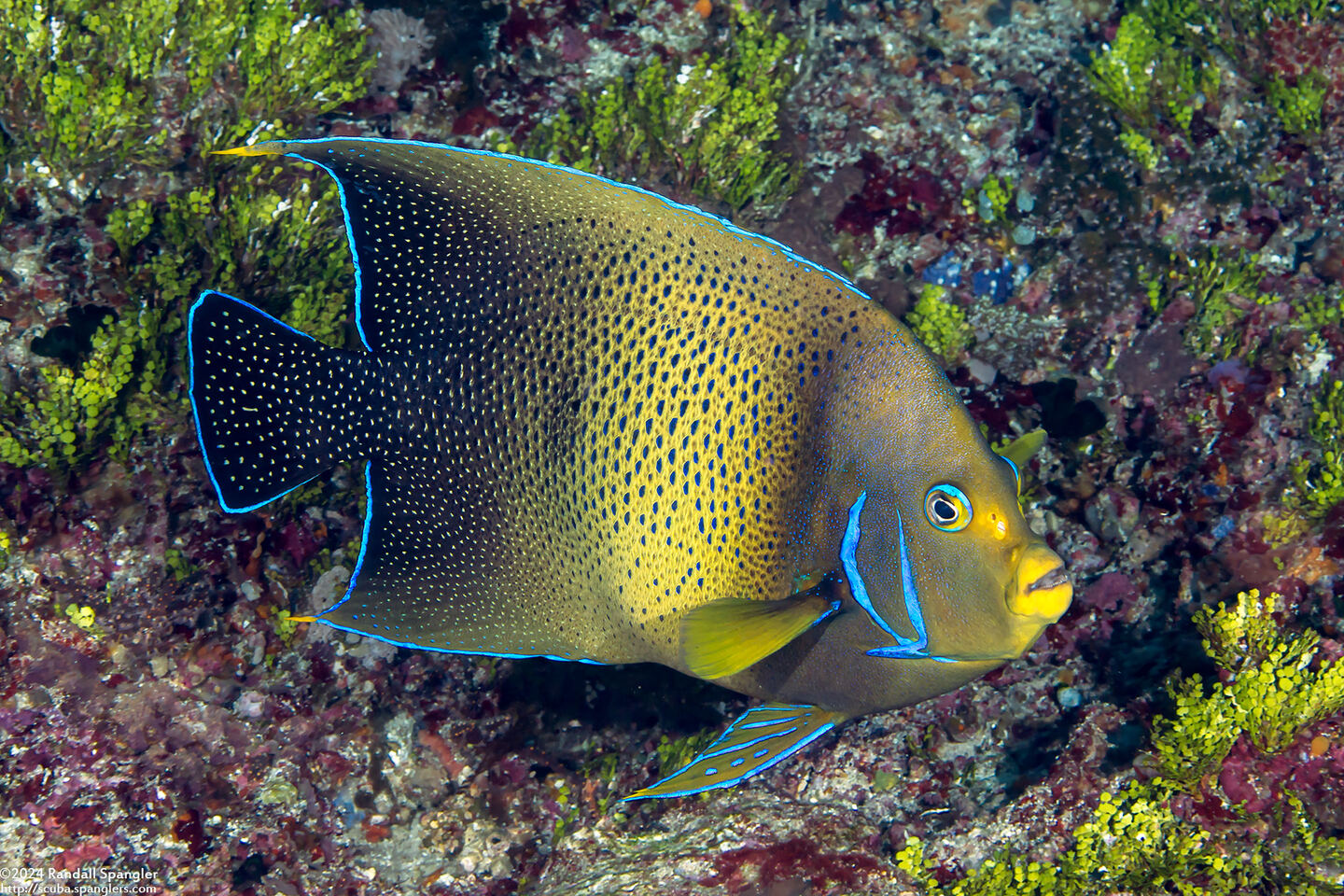 Pomacanthus semicirculatus (Semicircle Angelfish)