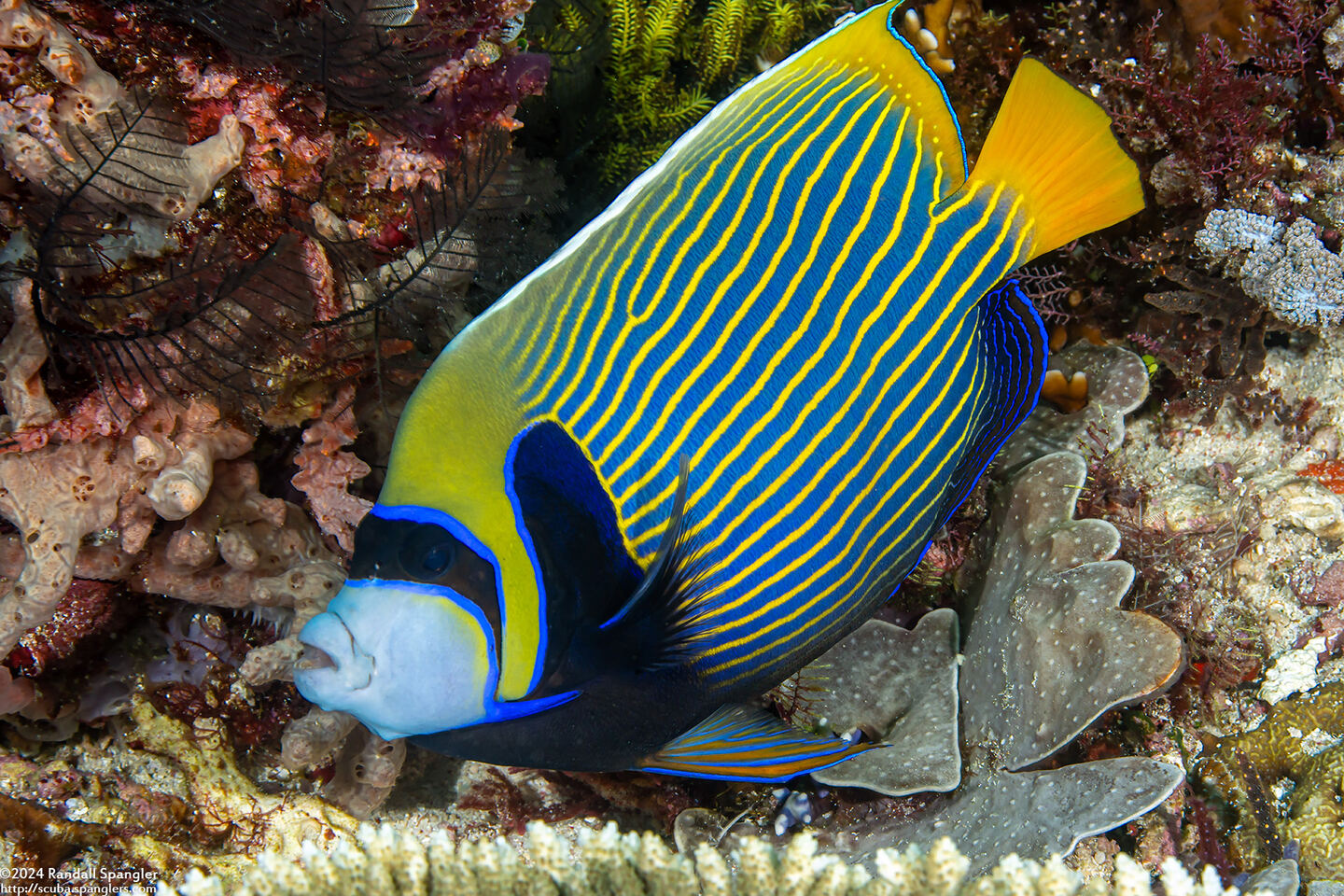 Pomacanthus imperator (Emperor Angelfish)