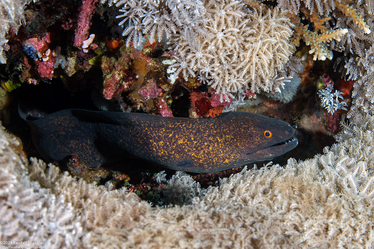 Gymnothorax flavimarginatus (Yellowmargin Moray)