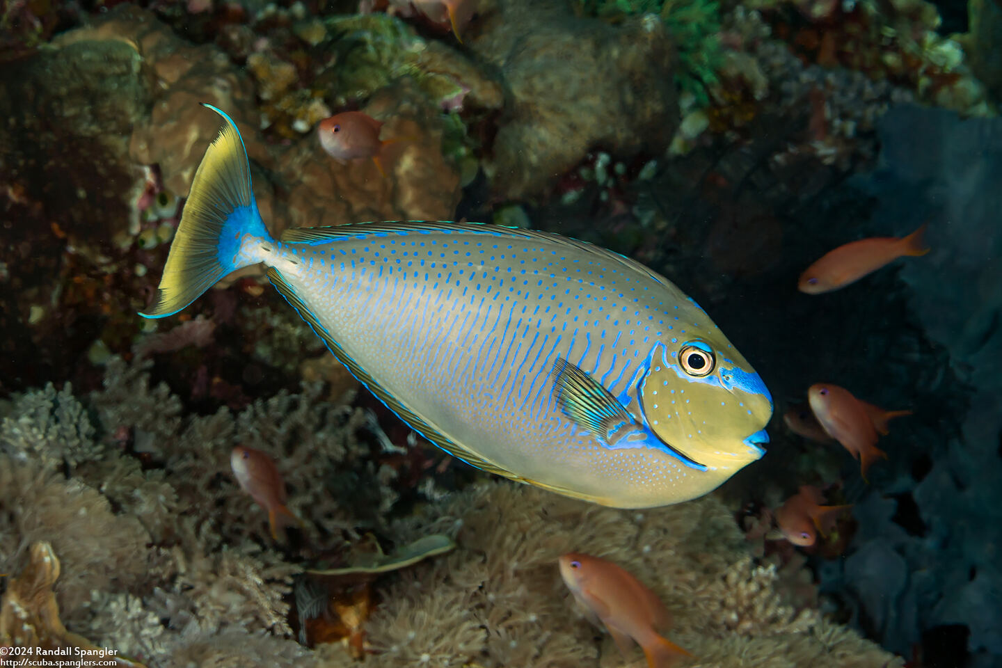 Naso vlamingii (Bignose Unicornfish)