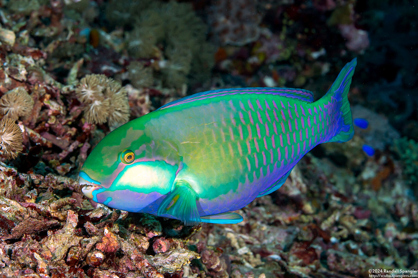 Chlorurus bleekeri (Bleeker's Parrotfish)