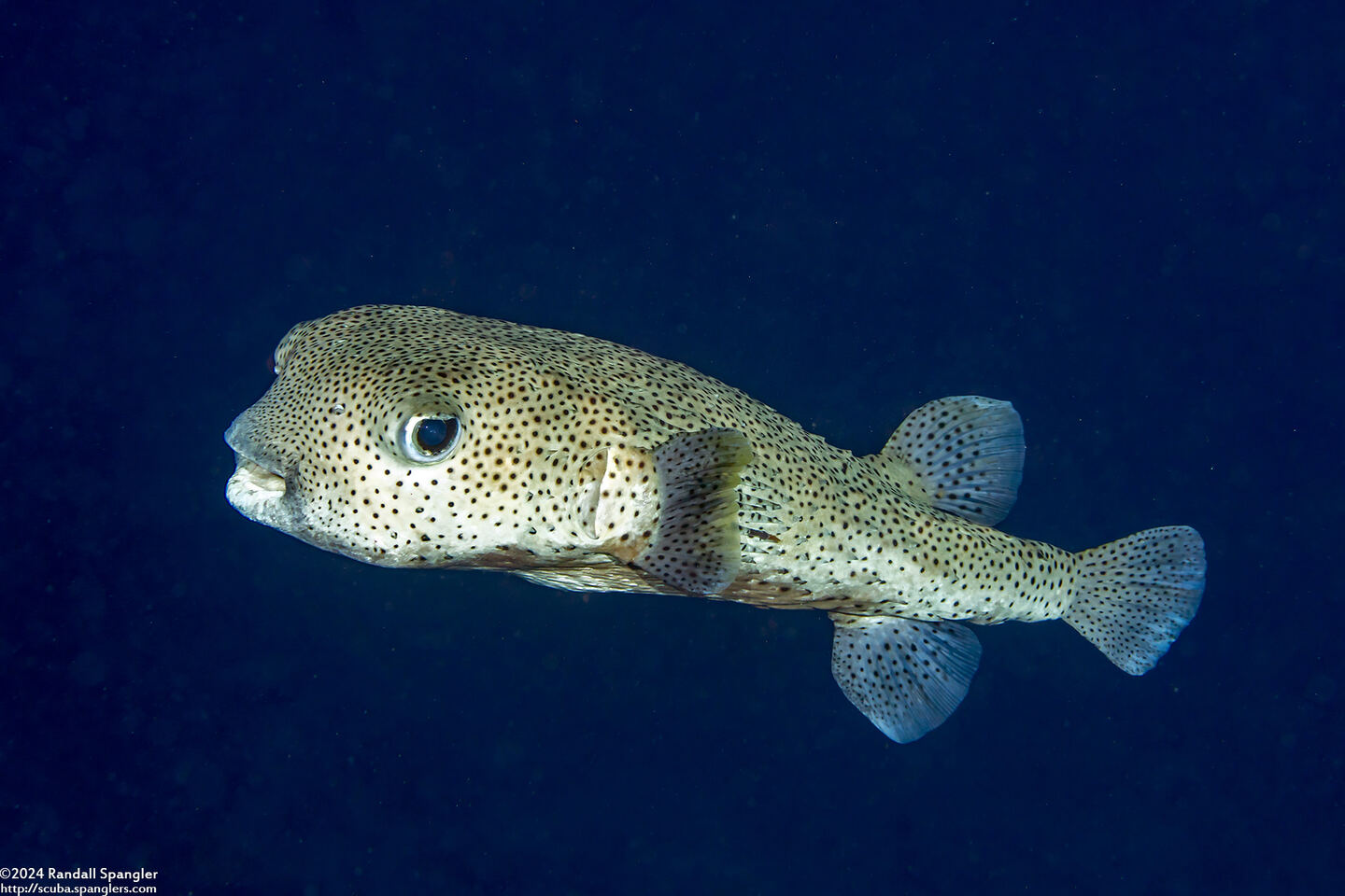 Diodon hystrix (Porcupinefish)