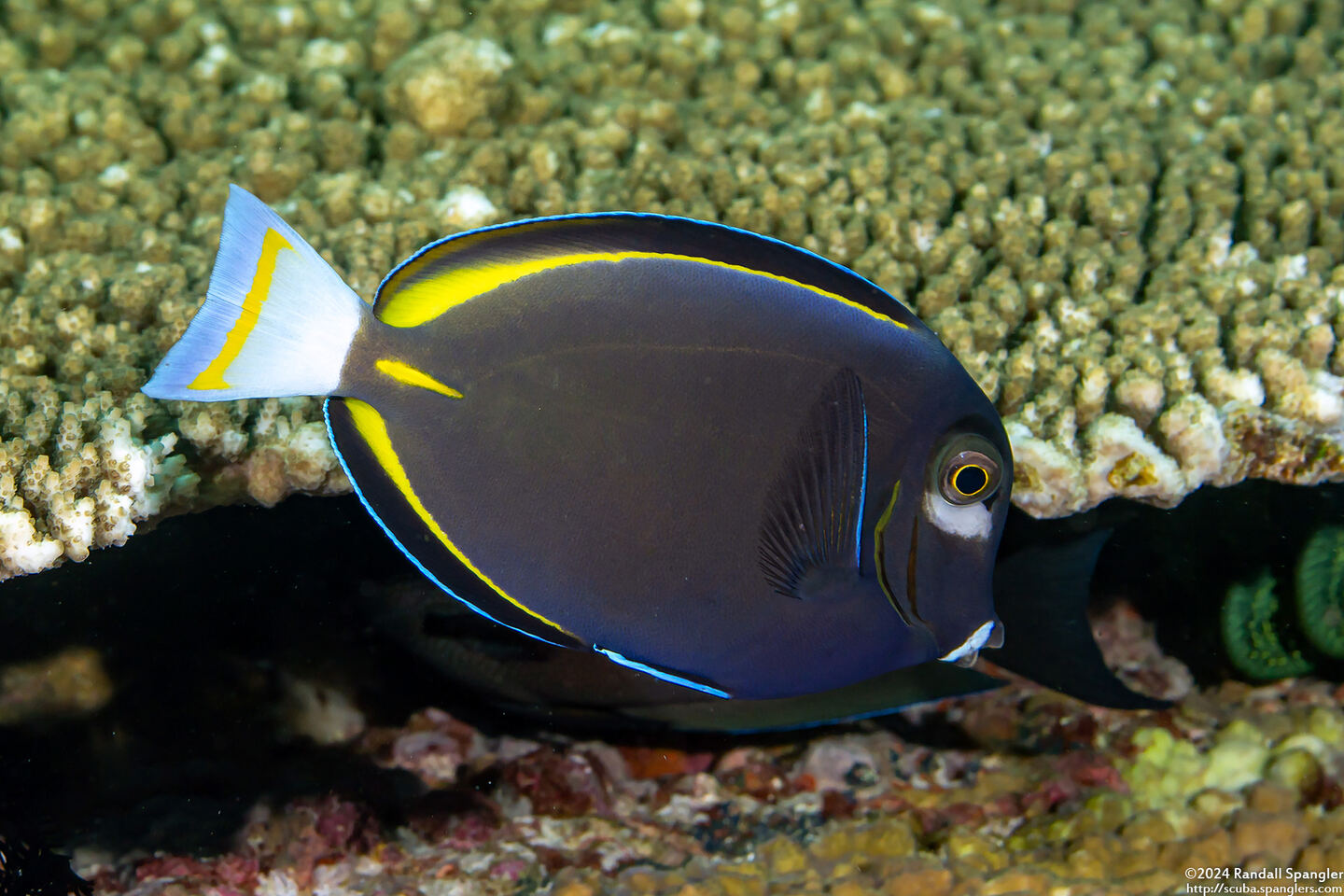 Acanthurus nigricans (Whitecheek Surgeonfish)