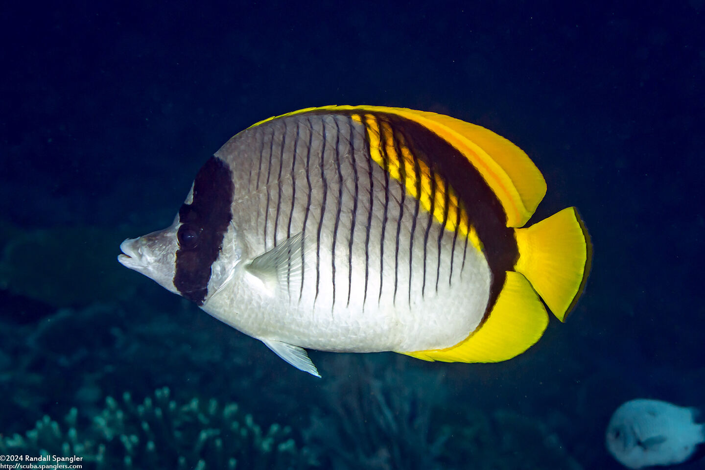 Chaetodon lineolatus (Lined Butterflyfish)