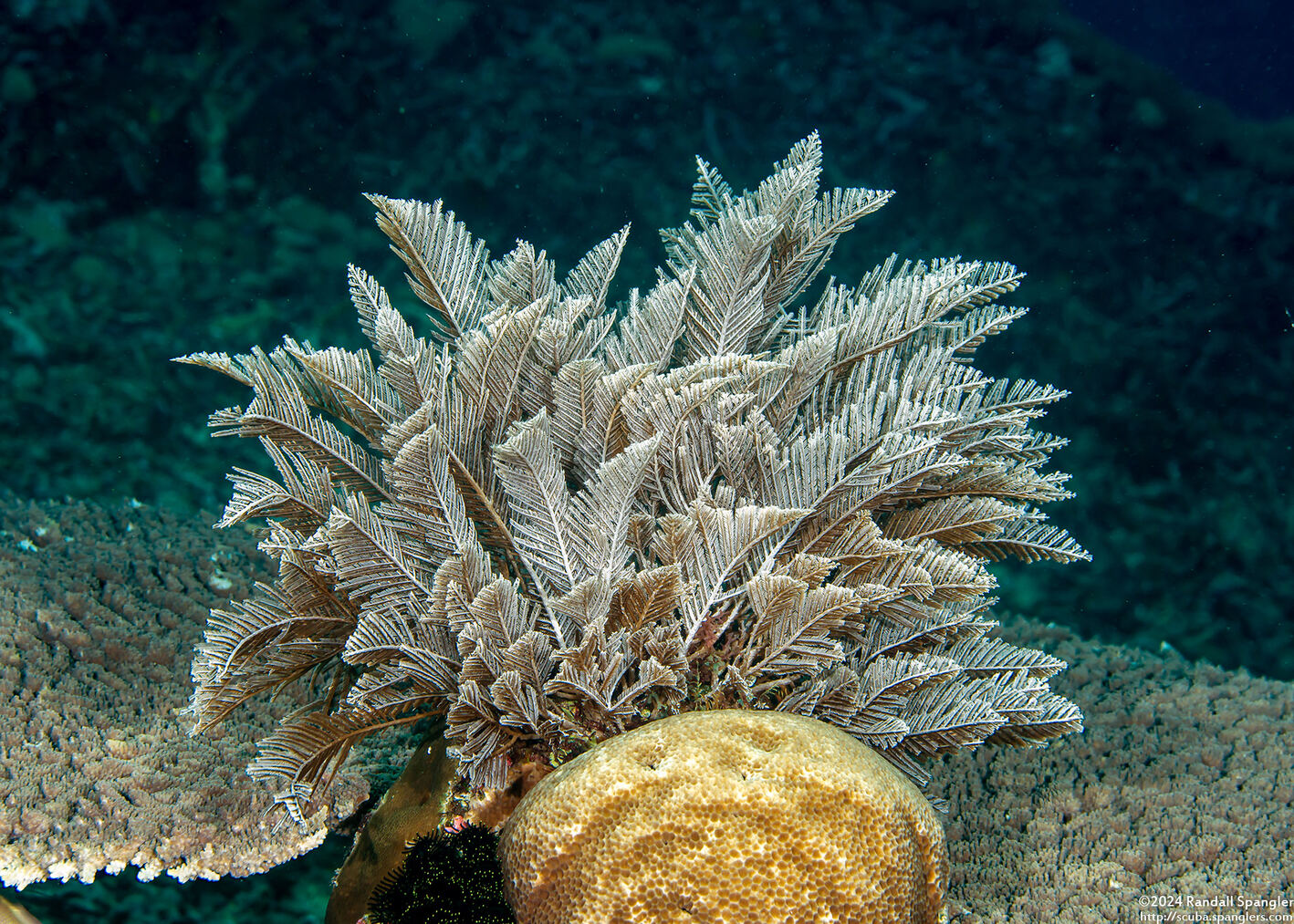 Pachyrhynchia cuppressina (Stinging Hydroid)