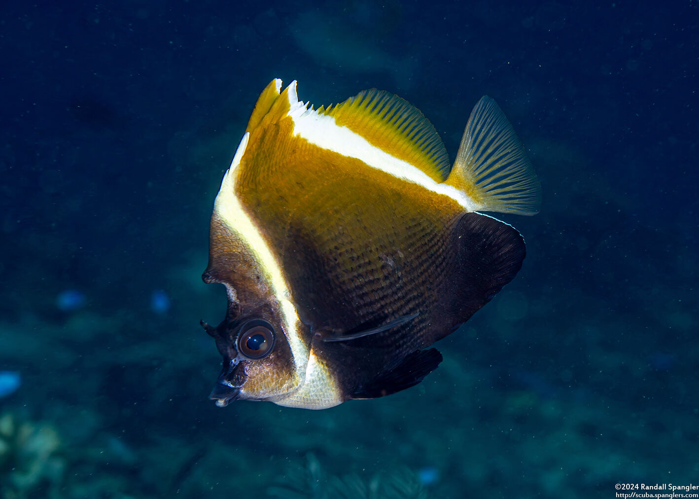 Heniochus varius (Humphead Bannerfish)