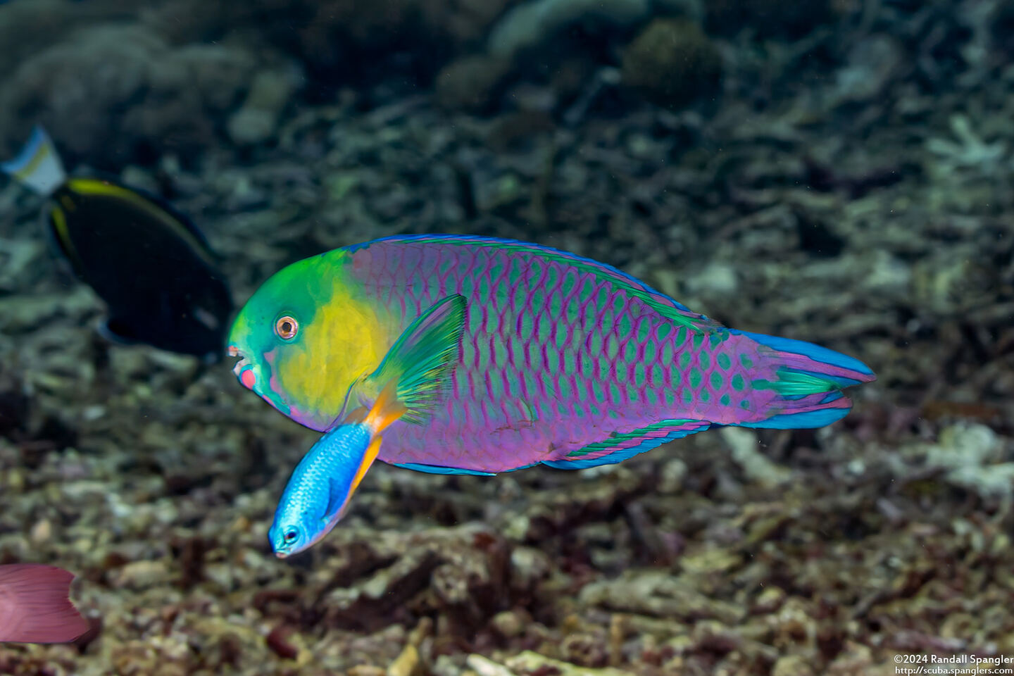 Scarus spinus (Greensnout Parrotfish)