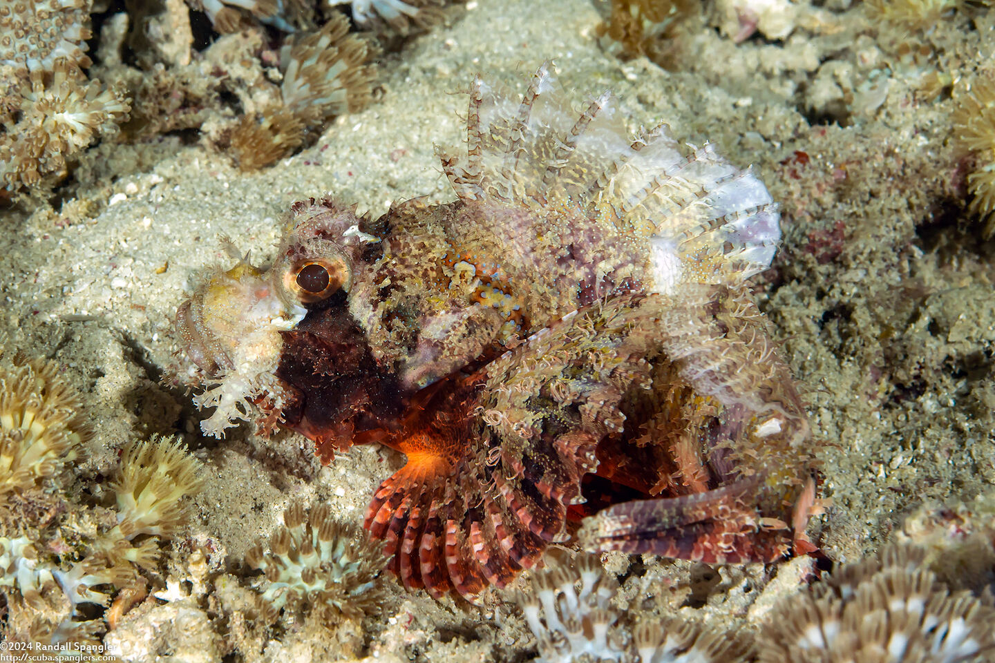 Scorpaenopsis venosa (Raggy Scorpionfish)