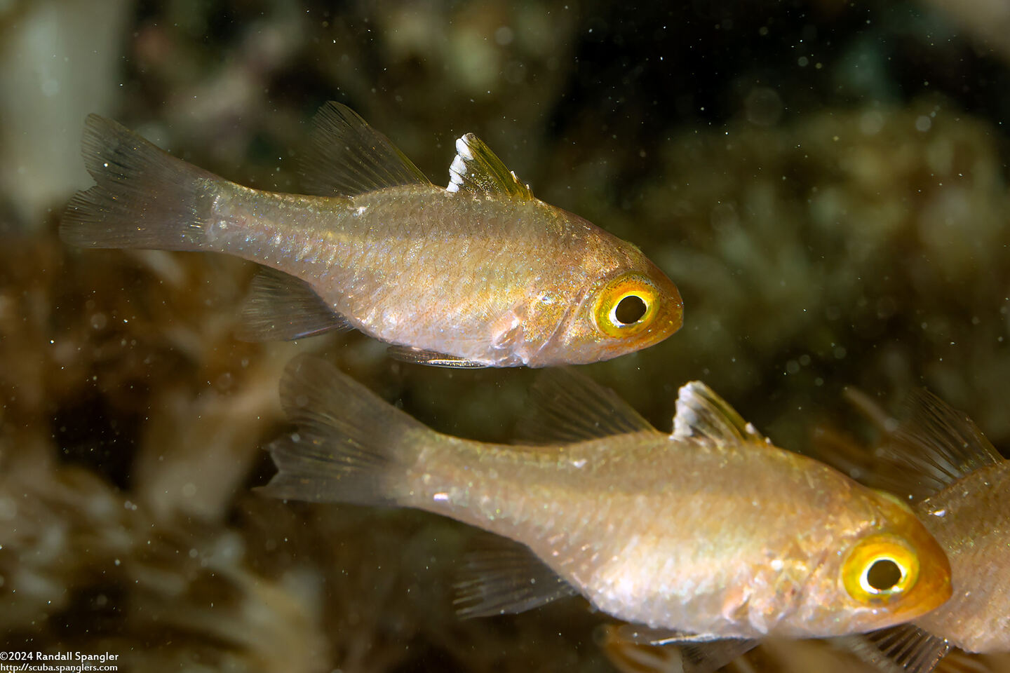 Ostorhinchus hoevenii (Frostfin Cardinalfish)