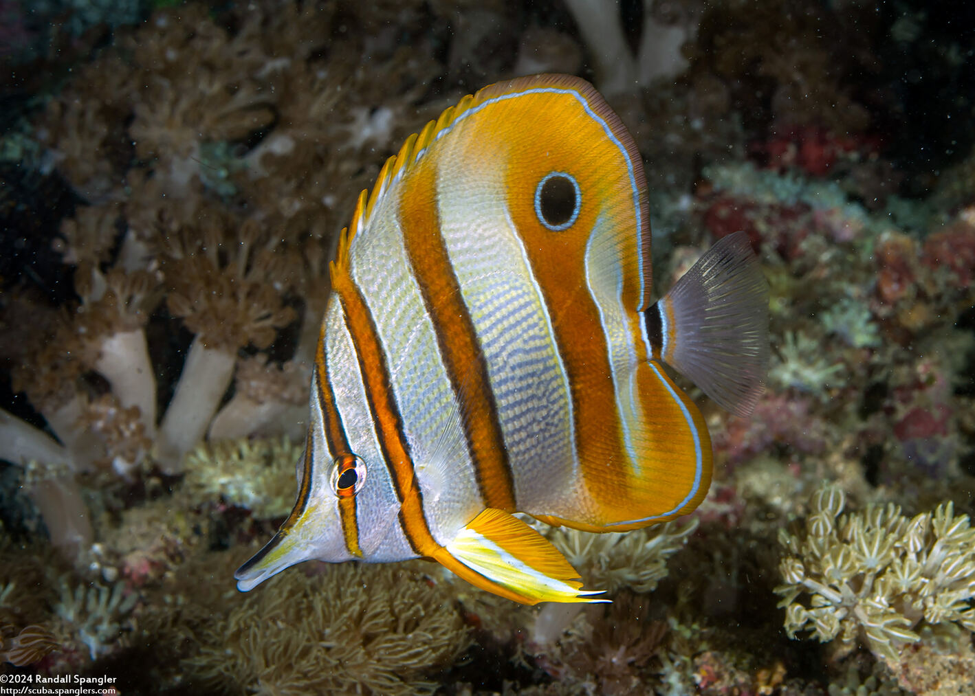 Chelmon rostratus (Copperband Butterflyfish)