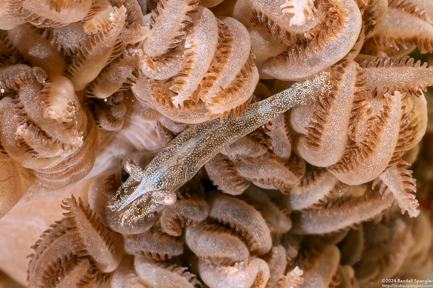 Hippolyte commensalis (Xenia Soft Coral Shrimp)