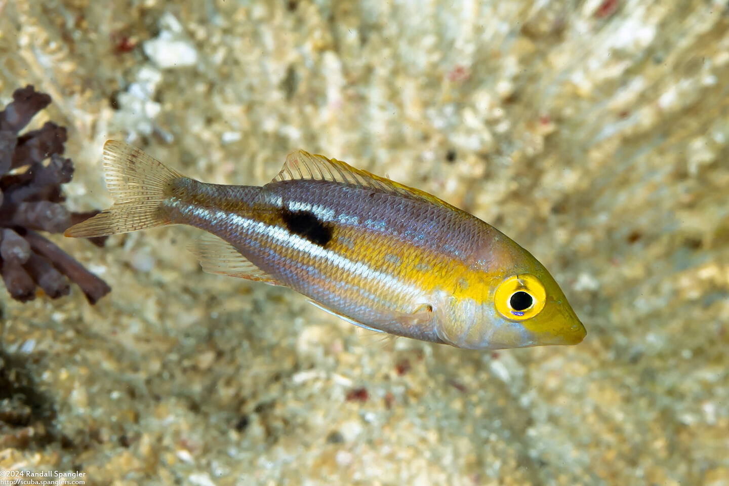 Lethrinus semicinctus (Blackblotch Emperor)