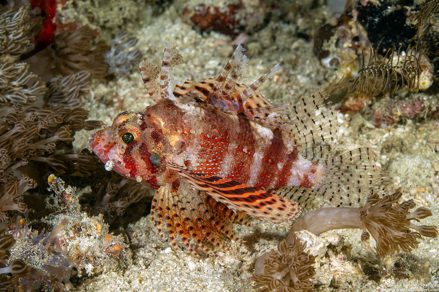 Dendrochirus brachypterus (Shortfin Lionfish)