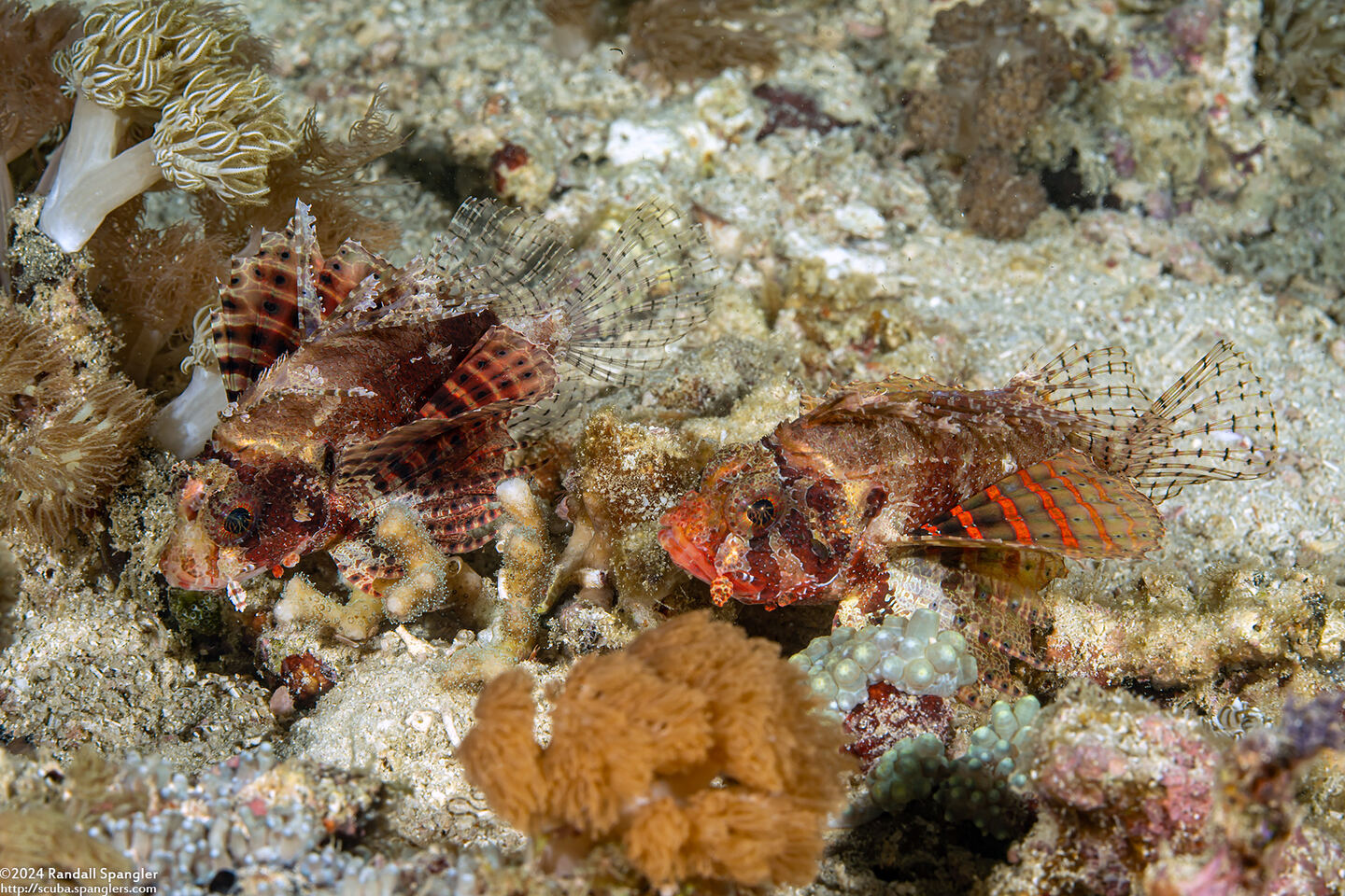 Dendrochirus brachypterus (Shortfin Lionfish)