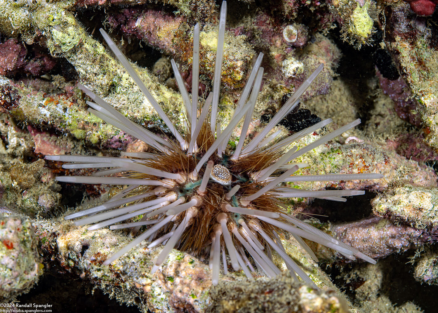 Echinothrix calamaris (Double-Spined Urchin)