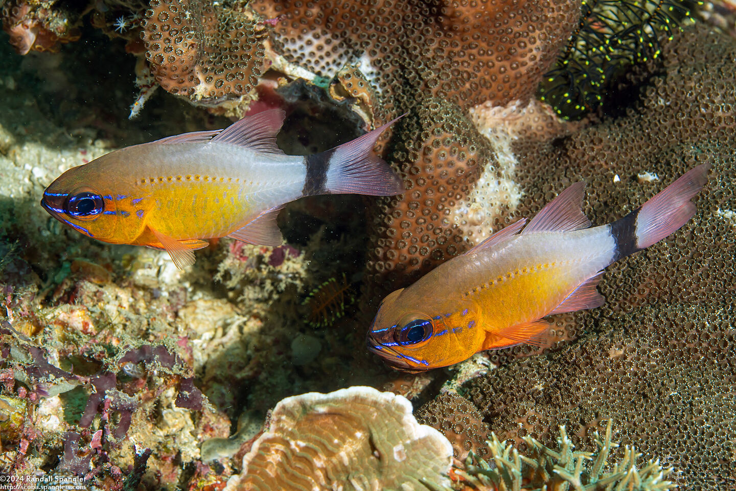 Ostorhinchus aureus (Ringtailed Cardinalfish)