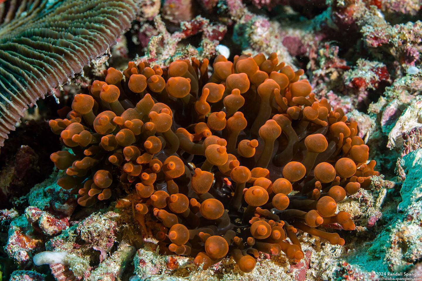 Entacmaea quadricolor (Bubble-Tip Anemone)