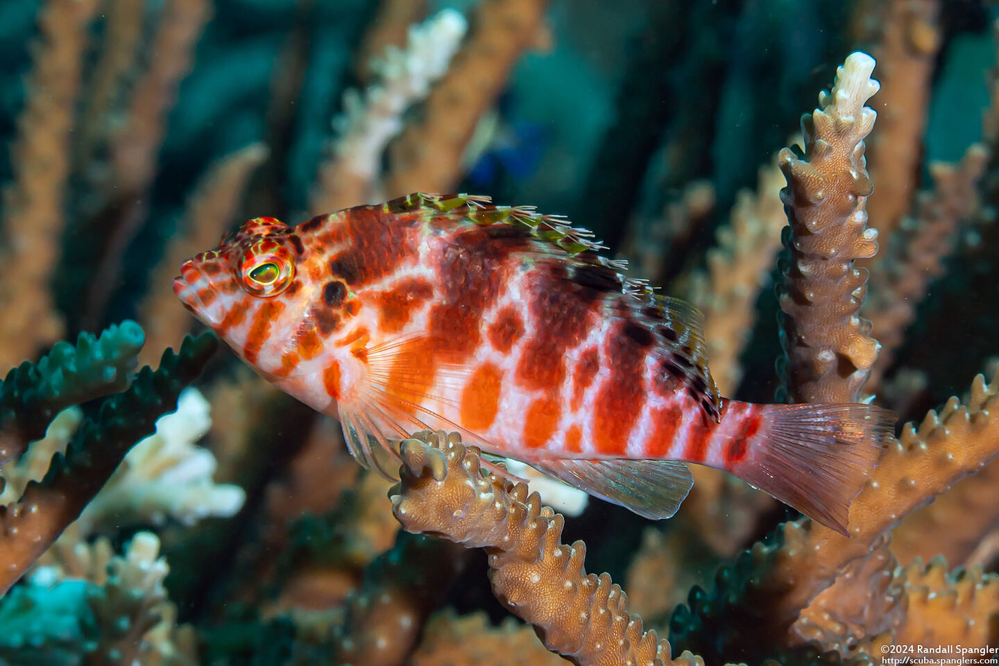 Cirrhitichthys aprinus (Threadfin Hawkfish)