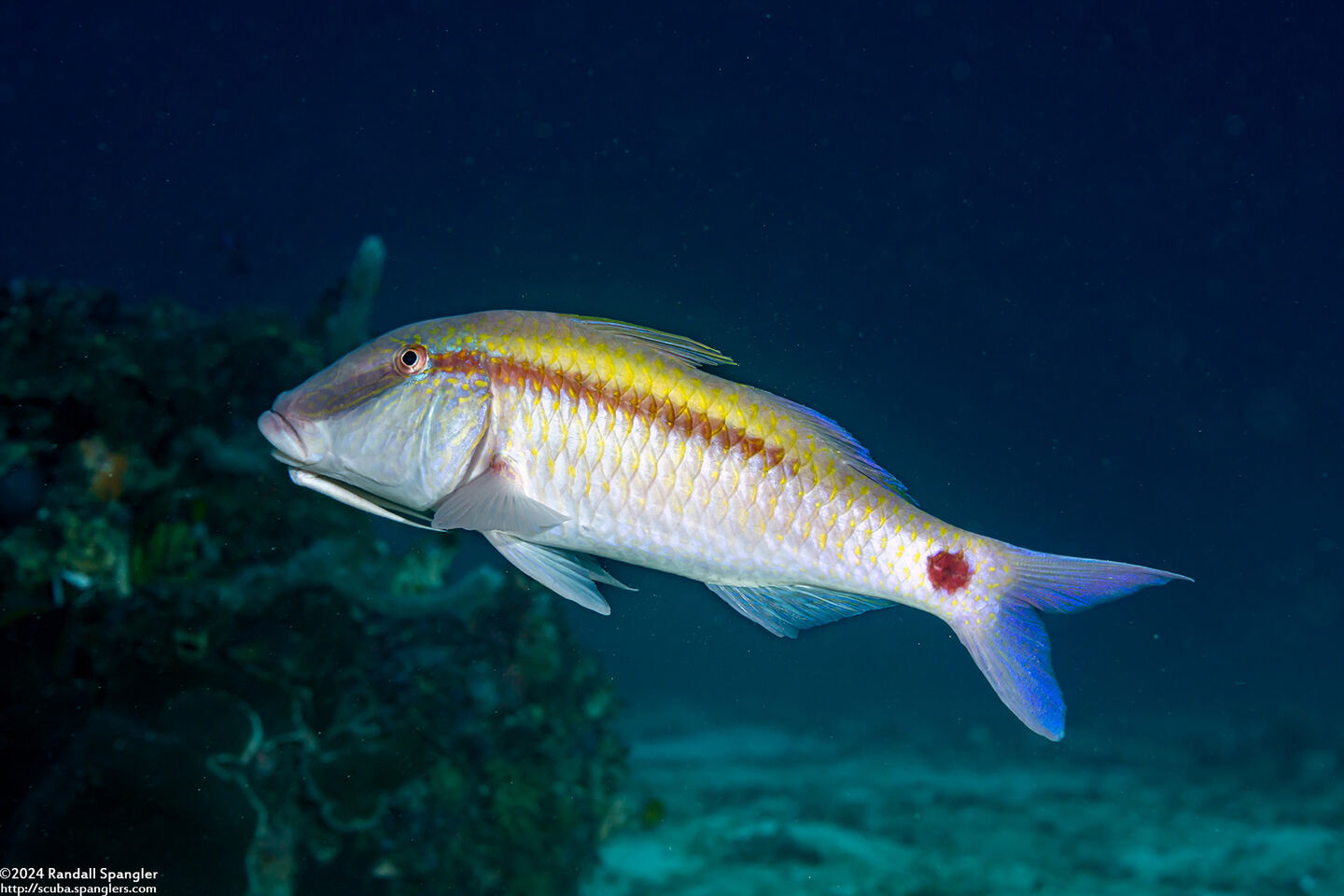 Parupeneus barberinus (Dash-Dot Goatfish)