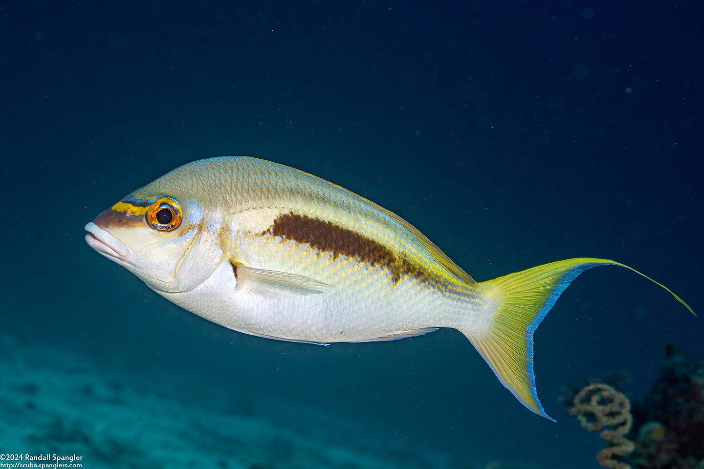 Scolopsis monogramma (Monogram Monocle Bream)