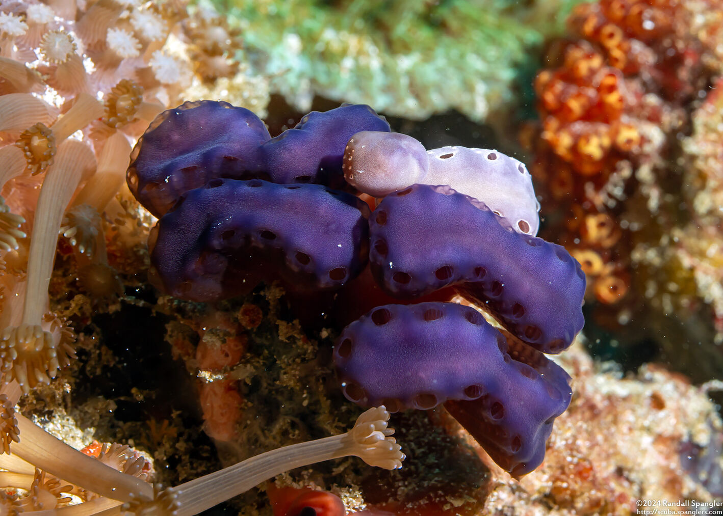 Sycozoa cerebriformis (Sycozoa Cerebriformis)