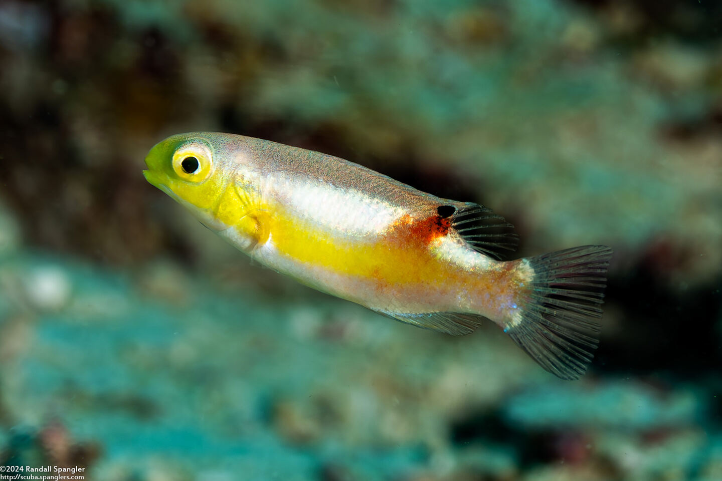 Choerodon zosterophorus (Blacksaddle Tuskfish)