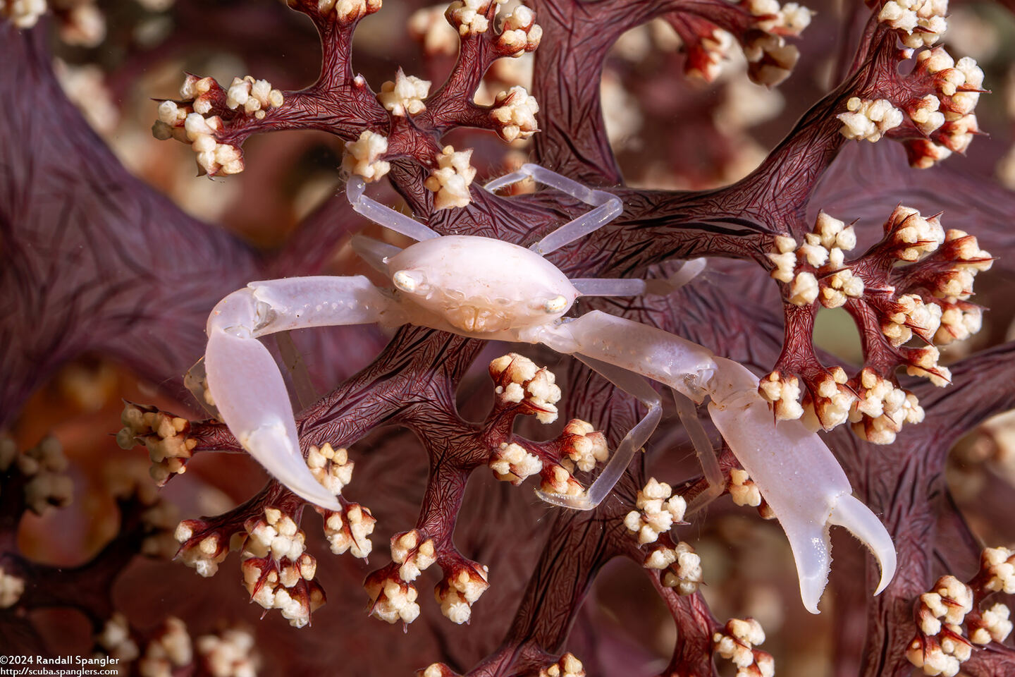 Quadrella coronata (Crowned Coral Crab)