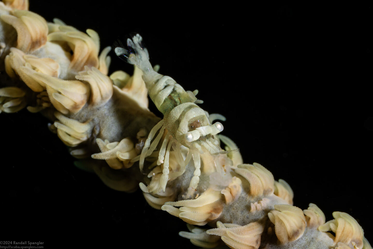 Pontonides ankeri (Barred Wire Coral Shrimp)